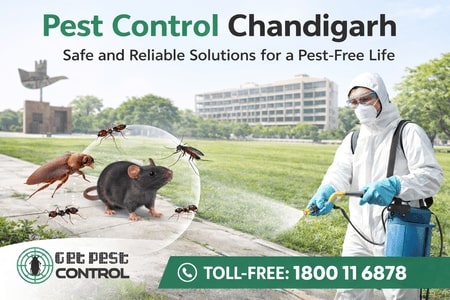 Pest Control Chandigarh – Safe and Reliable Solutions 