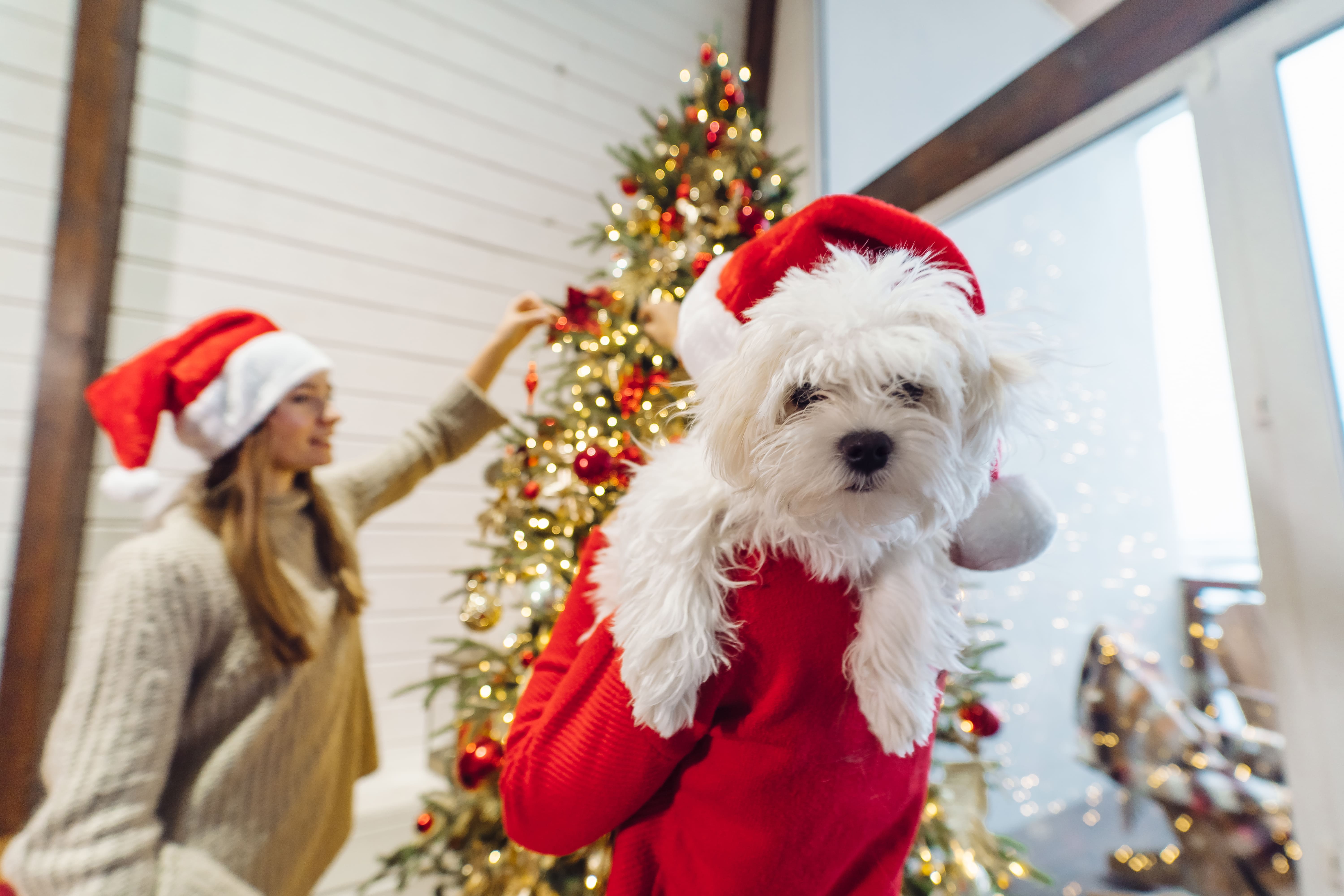 Luxury Dogs Christmas Costumes: Festive Looks for Your Pup