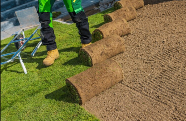 Keeping Your Lawn Green And Healthy: Essential Sod Maintenance Tips