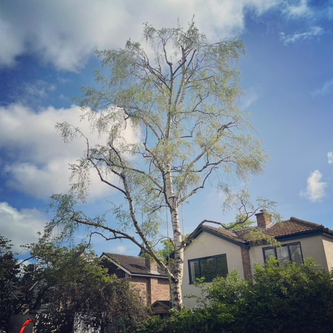 Elevating Landscapes: The Role of Tree Surgeons Weybridge's Beauty