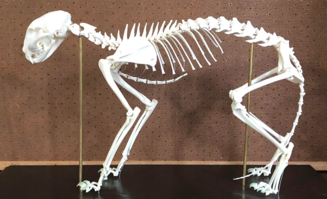 How to Preserve a Pet Skeleton: A Comprehensive Guide by Osiris Cryonics