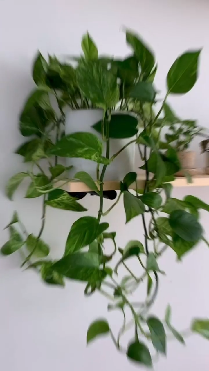 WordPress SEO Company