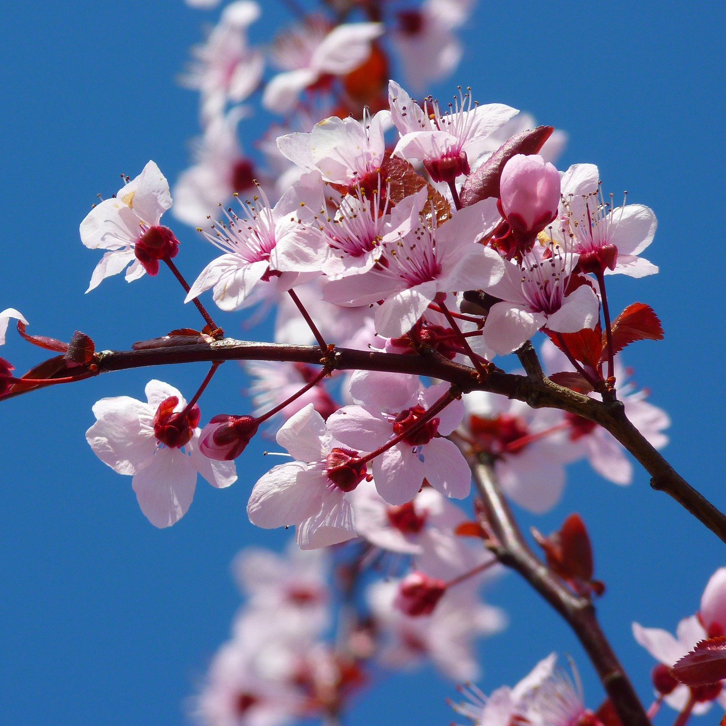 10 Secrets About the Yoshino Cherry Tree Every Gardener 