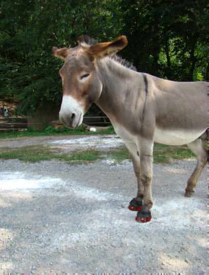 Draft Horse Boots: Enhancing Performance and Safety
