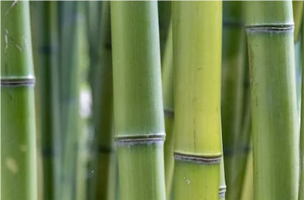 Chinese Bamboo - Factory sell bamboo products