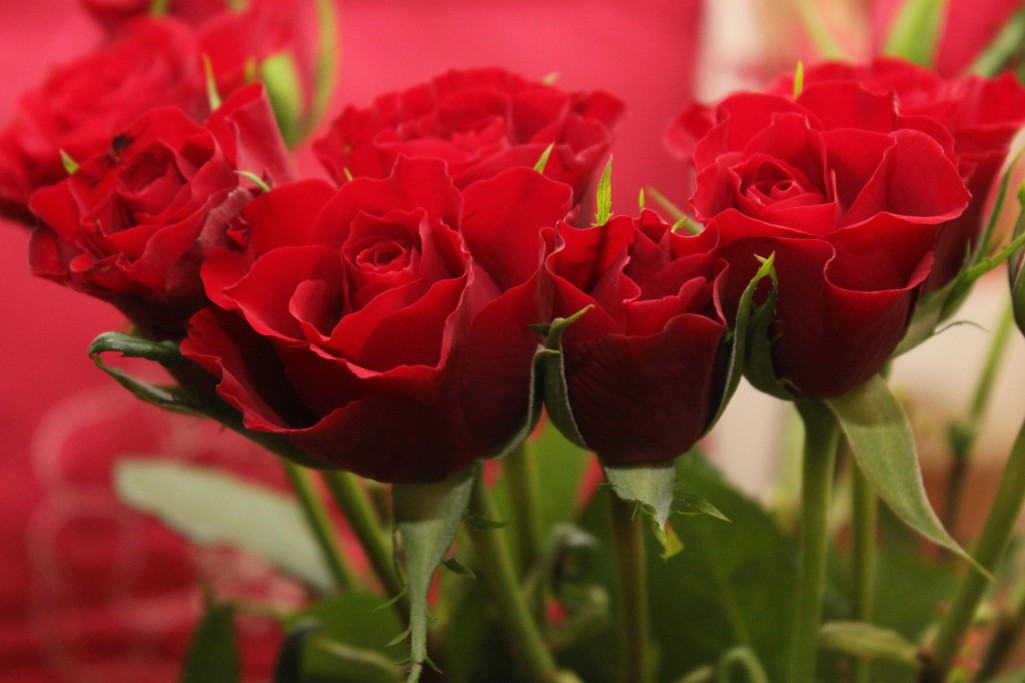 Valentine’s Day Flowers for Every Love Story