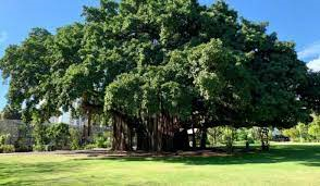 Nature and beauty of Indian Trees