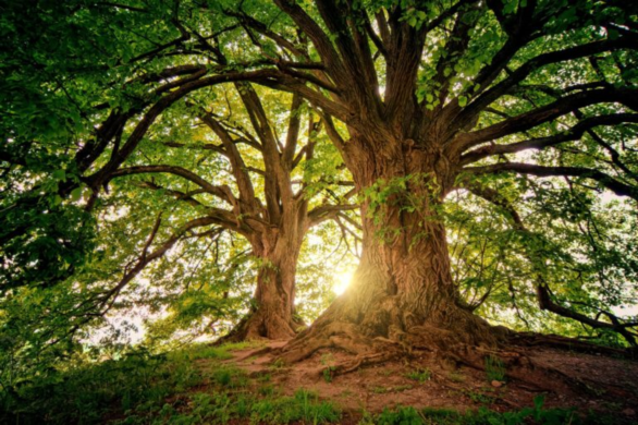 Indian trees and Its Interesting Facts