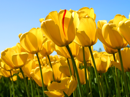 Stunning Launch of Same Day Delivery of Flowers Gift