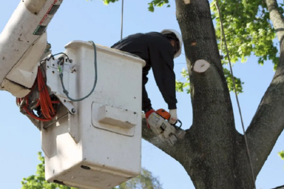 Tree Service Floral Park