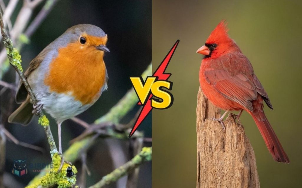 Robin vs Cardinal: Seasonal Changes You Should Watch