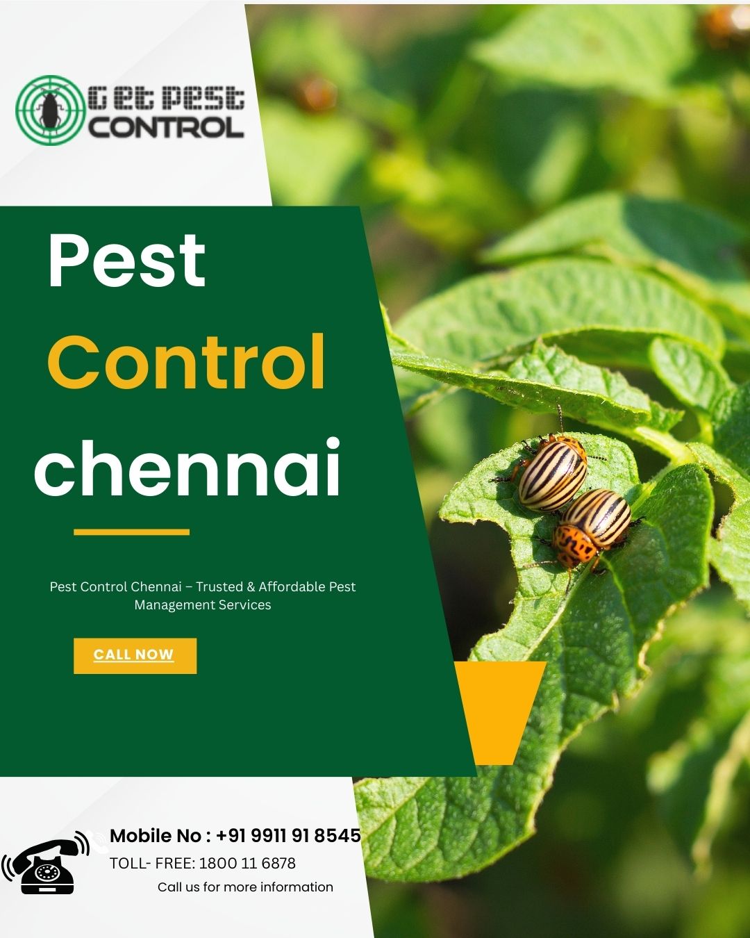 Pest Control Chennai – Trusted & Affordable pest