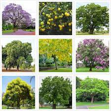 Indian Medicinal Plants