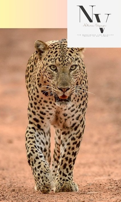 Experience the Best of Sri Lanka with Our Limited-Time Offer!