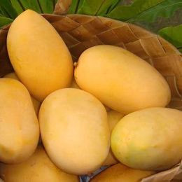 Discover the Sweetness of Carabao Mango