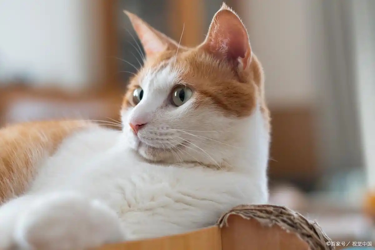 Magnetic Cat Mesh | Cat Proof Window Mesh | Cat Safety Net