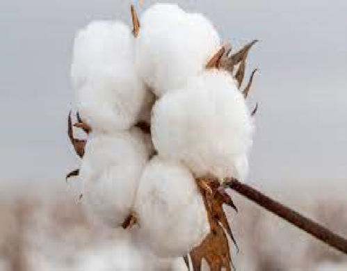 The Cotton Chronicles: India's Journey in Global Cotton Exports | Cotton Clamp