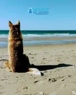 Gentle Pet Crossing - Aquamation/ Euthanasia  Services