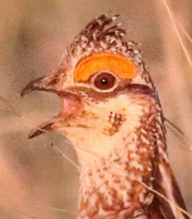 Field Tech Reflections