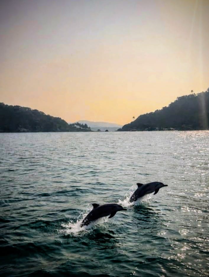 Palolem Beach South Goas Top Coastal Paradise Spot