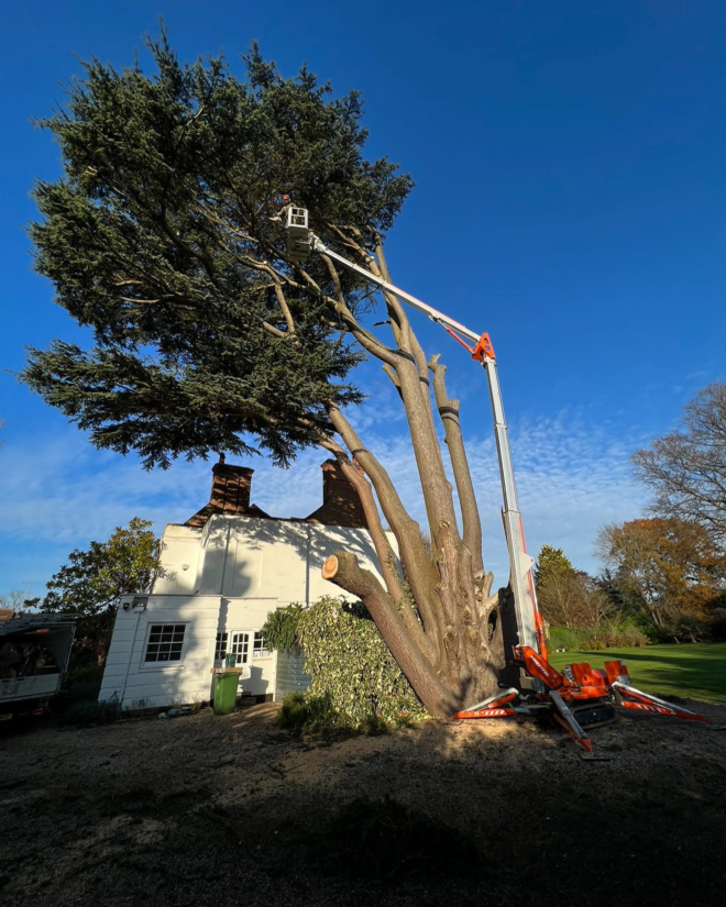Why Choose Professional Tree Surgeons in Weybridge for Your Garden Care