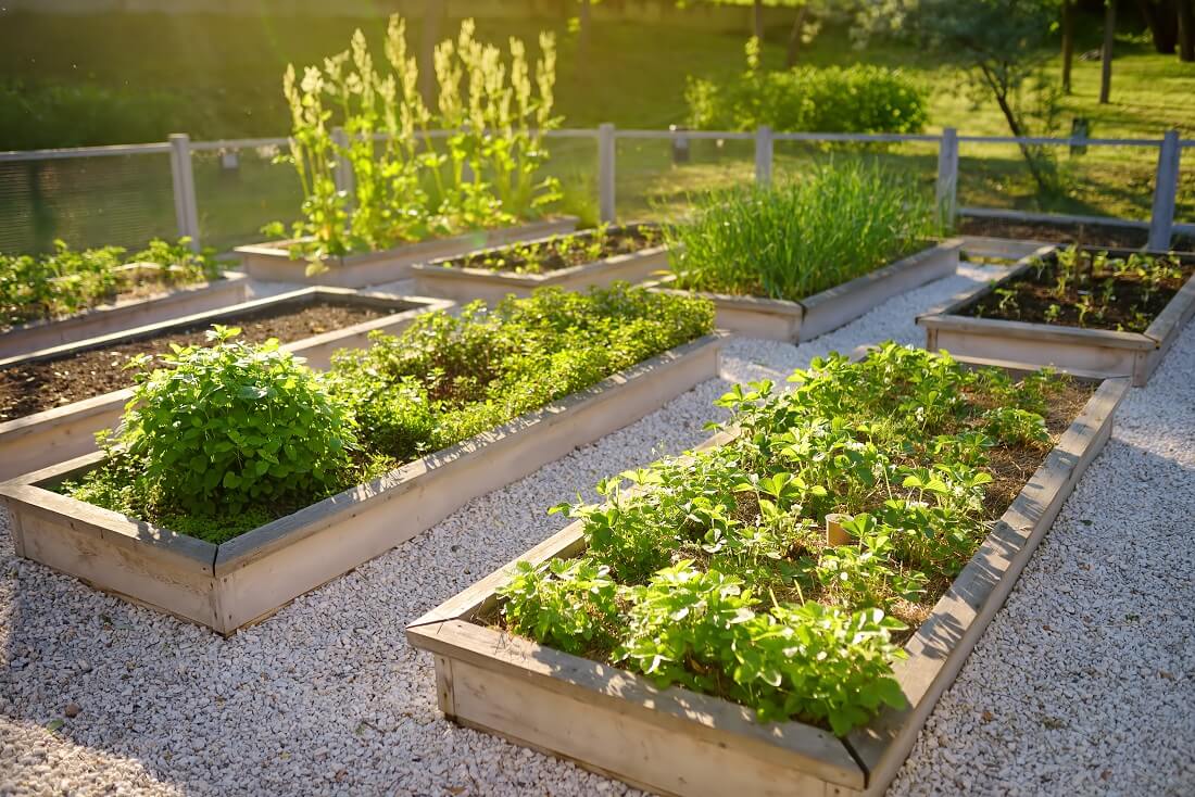 Why Vegetable Garden Software Is Future Sustainable Growing