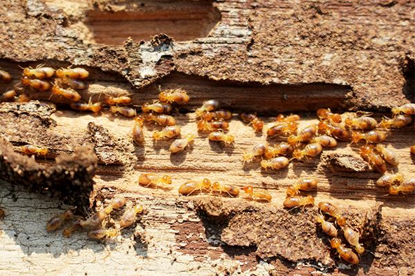 How Termites Impact the Structural Integrity of Buildings