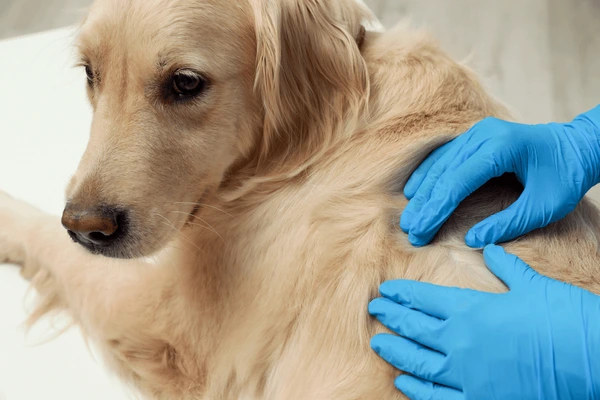 Panacur for dogs 
