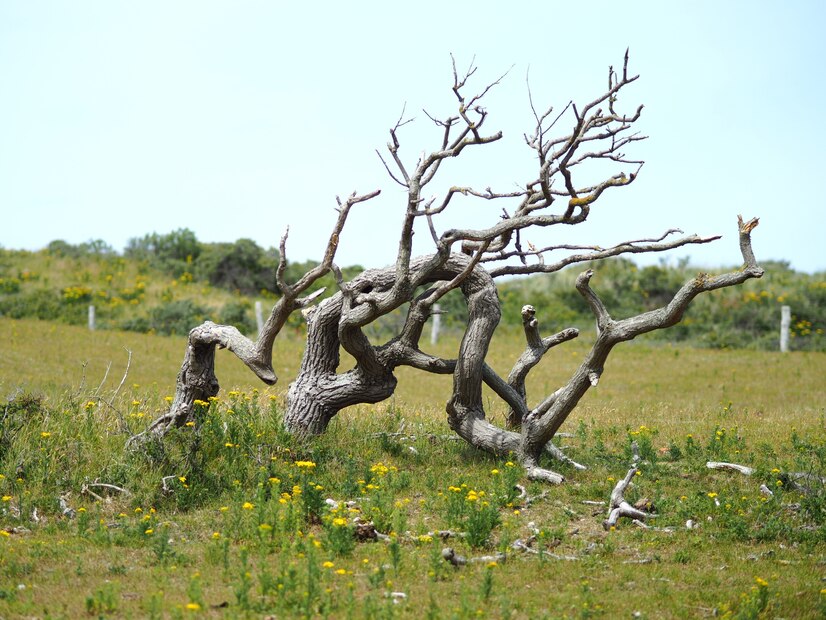 How to Spot a Diseased Tree? Signs and Solutions