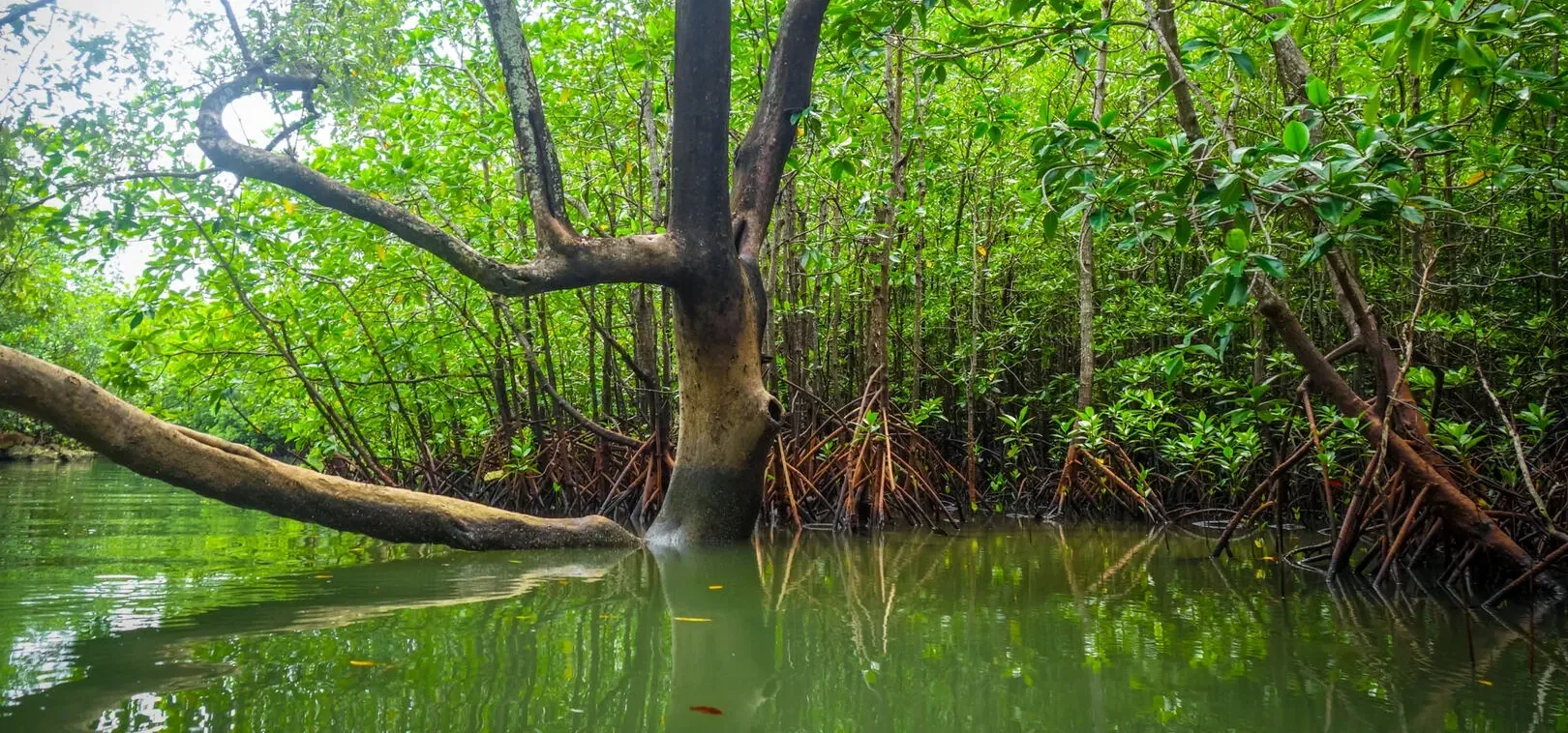 Mangroves to Coral Escape package