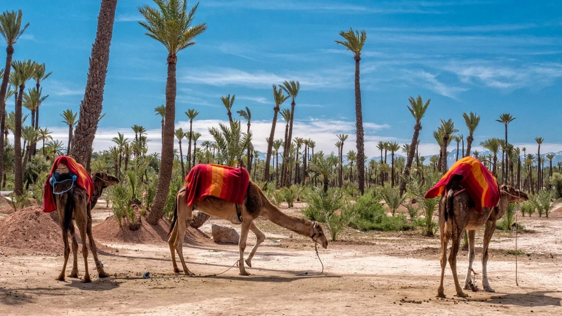 Palm Oasis Camel Trek