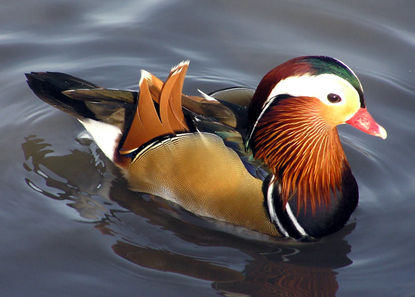 Mandarin