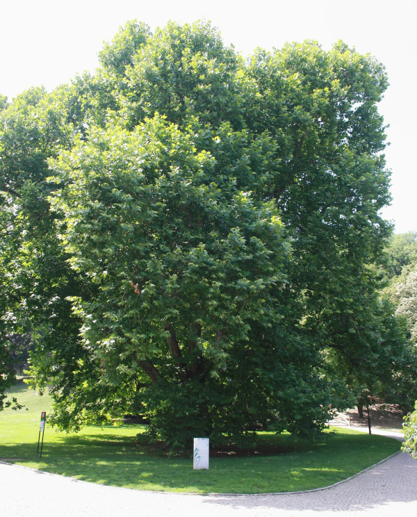 Smíchov
