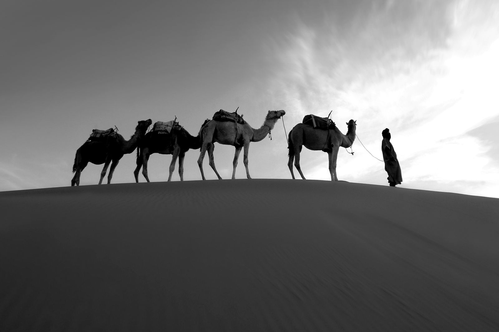 8 Days Desert Tour from Casablanca - camel caravan at dusk in the Merzouga desert