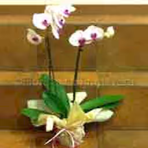 Phalaenopsis 