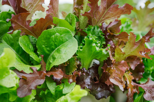 LETTUCE 
