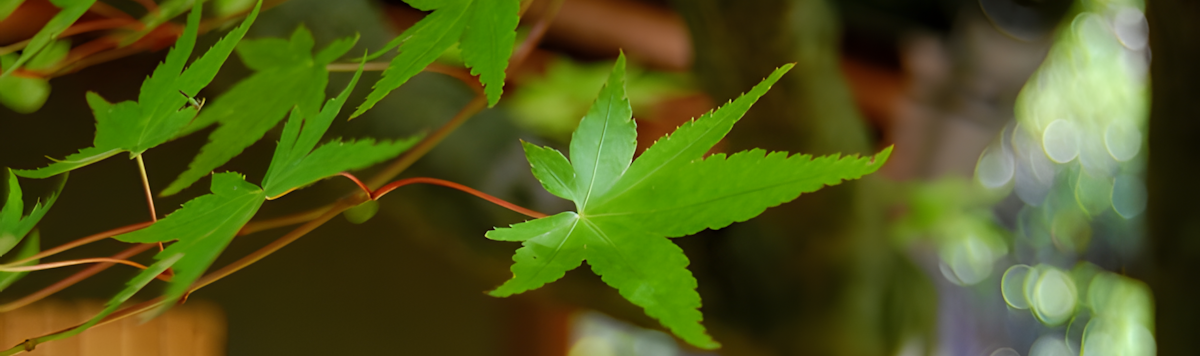 Article - Weekly Featured Property: Light-Filled Urban Home in Central Sakai