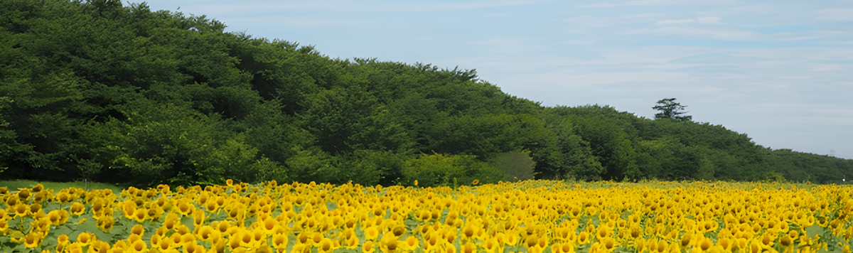 Article - 4LDK Family Home in Satte: ¥9.8M!
