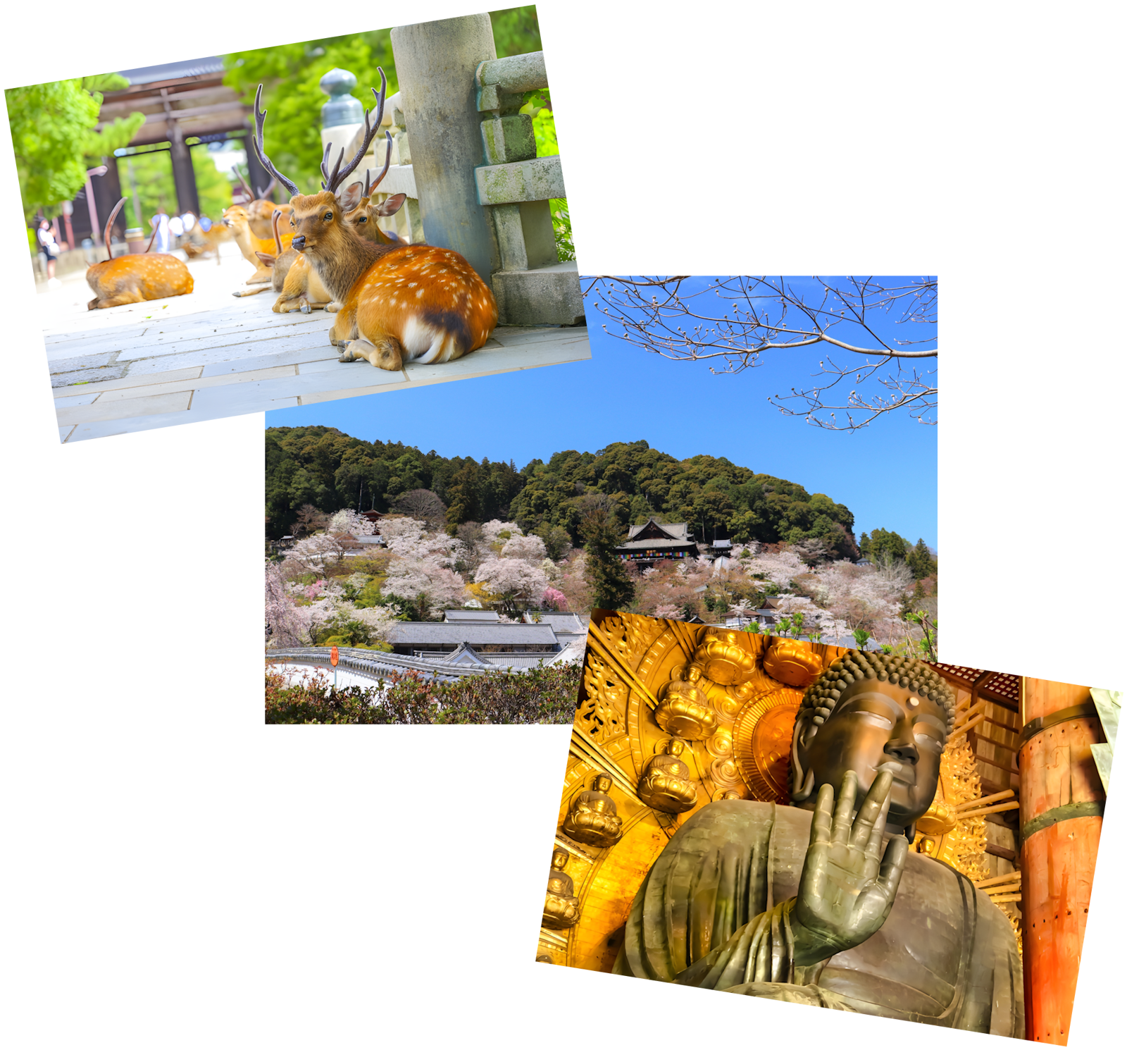 Article - [BONUS!] Weekly Featured Property: Nara Historical Treasure (Sold)