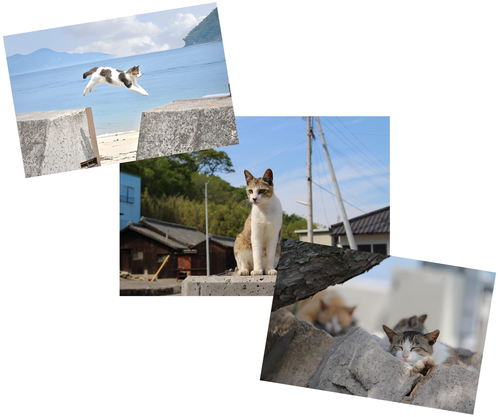 Article - A Free House on a Remote Island in Japan