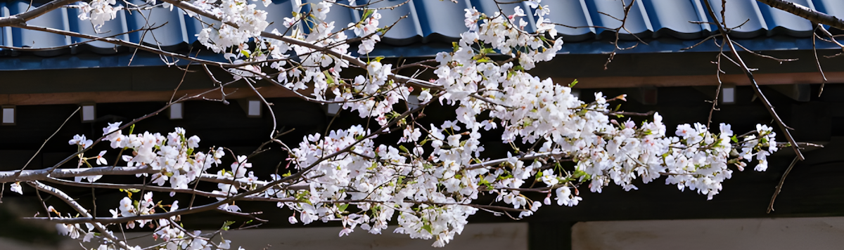 Article - Akiya Homes: Unique Opportunities in Japanese Real Estate