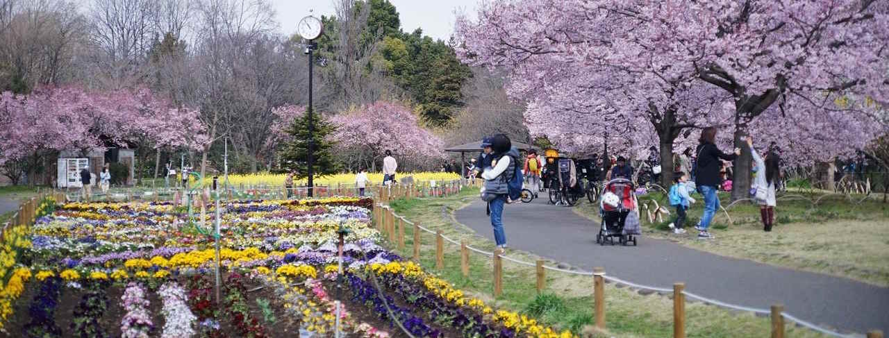 Article illustration for Local Area Guide: Setagaya Ward, Tokyo