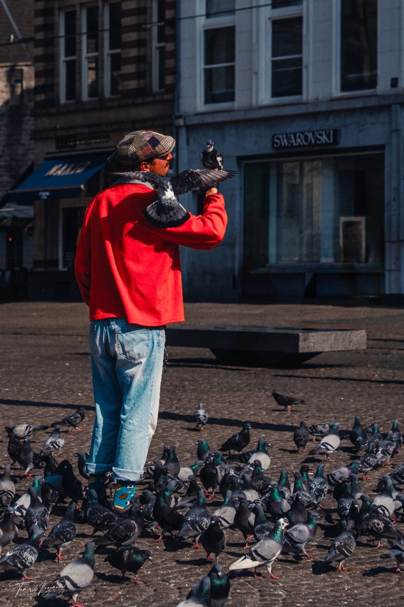 Feathered Companions