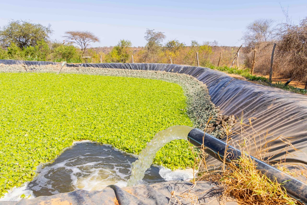 Growing Against the Odds, Inside Machakos’ Green Fields