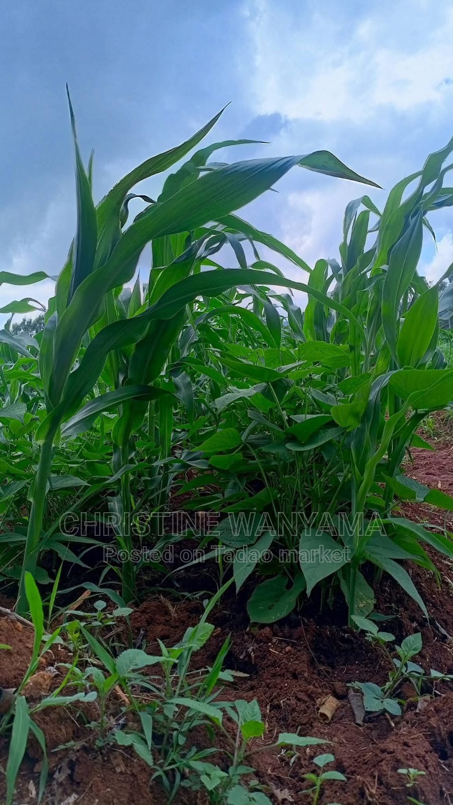 Fertile farm land for sale 3