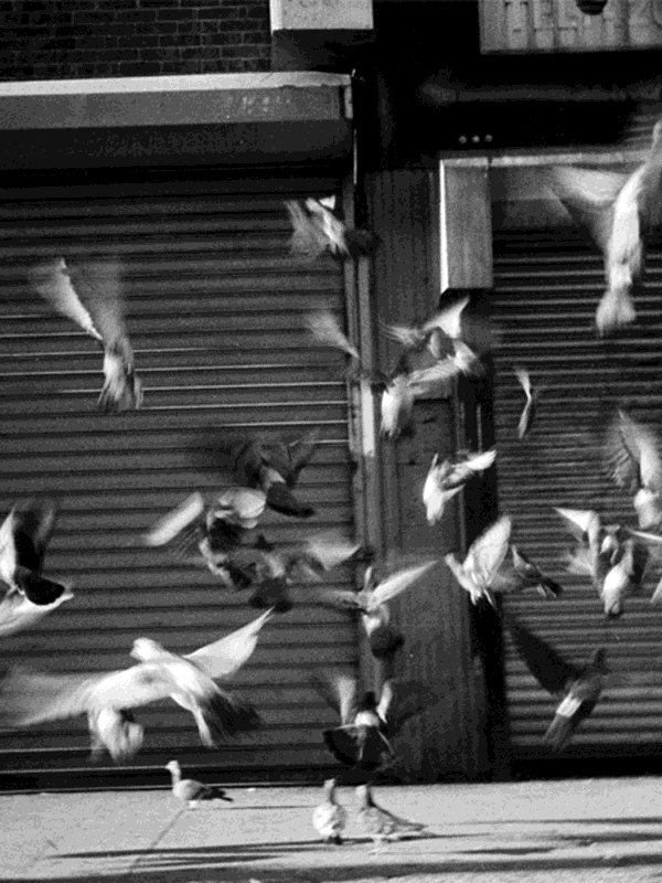 Pigeons in motion in front of closed storefronts for Other e-reader wallpaper or screensaver featuring pigeons and birds and more