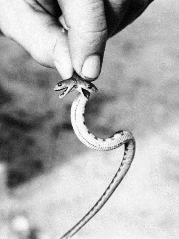 Two-headed snake held by a finger for Other e-reader wallpaper or screensaver featuring snake and two-headed and more