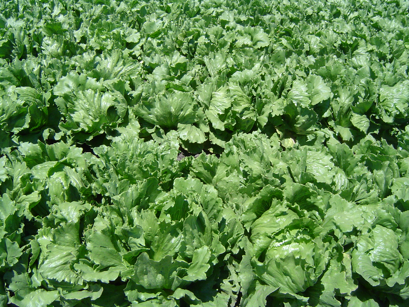 firstaidlettuce