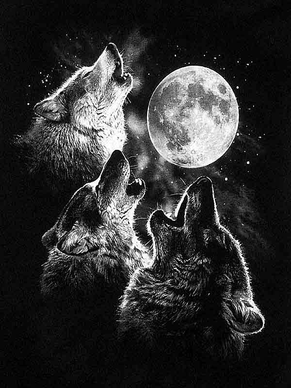 Three wolves howling at the full moon for Other e-reader wallpaper or screensaver featuring wolves and howling and more