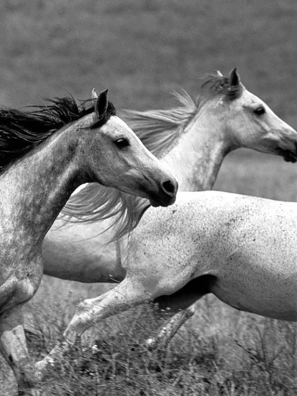 Two horses running in a field for Other e-reader wallpaper or screensaver featuring horses and running and more